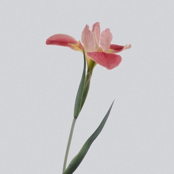 Meet your Posher, Shay - Picture 1 of 1